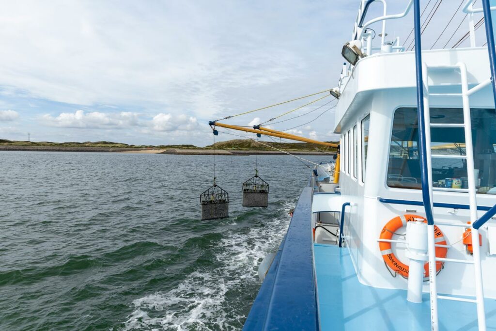 Sylter Miesmuscheln Header