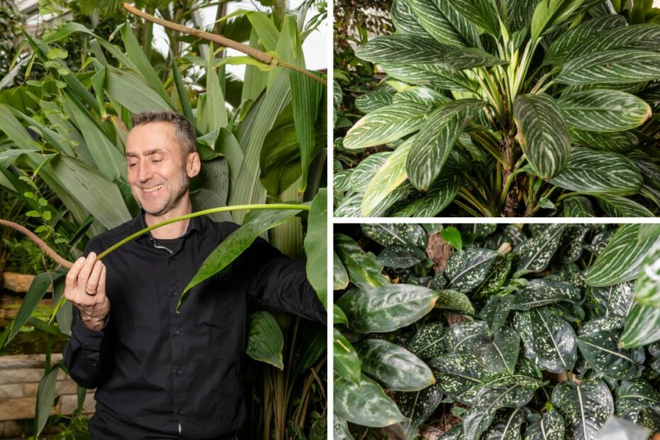 Boris Schlumpberger und Urwald-Pflanzen